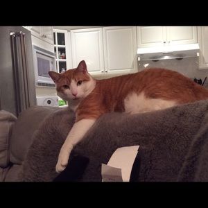 Meet your Posher, Robin